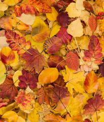 Naklejka na ściany i meble Colorful background with fallen autumn leaves