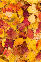 Obraz premium Autumn leaves background