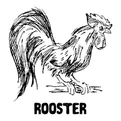 Rooster or cock bird. Hand drawn sketch vector illustration.