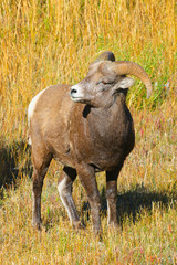 Big Horned Sheep