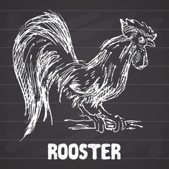 Fototapeta na wymiar Rooster or cock bird. Hand drawn sketch vector illustration on chalkboard.