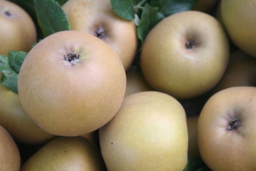 Mele Ruggine. Mele marroni italiane