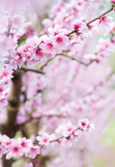 Obraz premium Drzewa owocowe kwitną wiosną