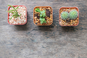 Closeup group of cactus in plastic white and brown pot on wood desk textured background in top view with copy space