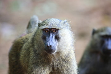 Olive baboon or Anubis baboon (Papio anubis) in Kibale national Park,Uganda

