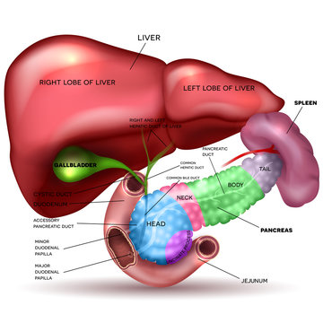 Liver, pancreas parts, gallbladder and spleen detailed drawing on a white background with description