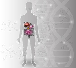 Gastrointestinal tract abstract DNA background, liver, stomach and other surrounding organs, detailed colorful drawing