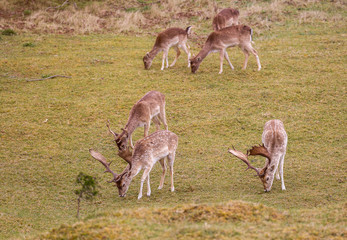 Hirsche im Wildgehege