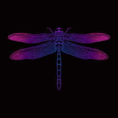 beautiful dragonfly on black background . Hand-drawn vector illustration.
