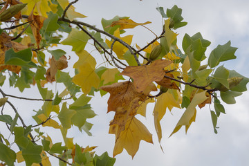 Herbstblatt als Hintergrund