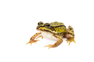 Small green frog ready to jump seen obliquely from front on white background
