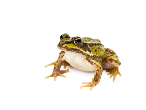 Sitting small green frog seen obliquely from front on white background