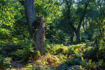 Obraz premium Bäume im deutschen Märchen- und Sagenwald: Reinhardswald in Hessen