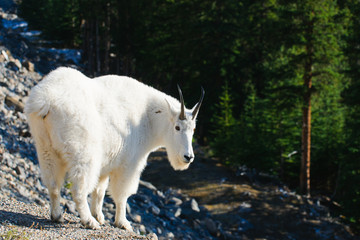 Wild Mountain Goat