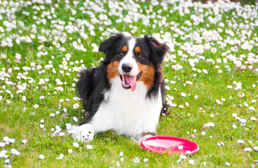 Dog playing on grass