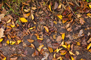 Autumn leaves on the ground.