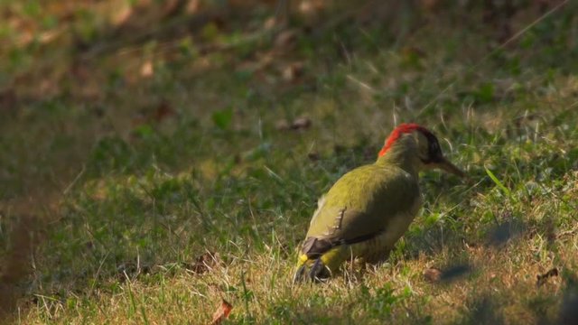 green woodpacker searching ants