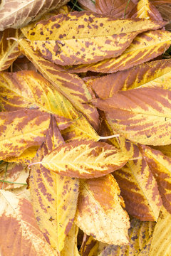 Yellow and brown leaves of the tree Prunus maackii as natural background