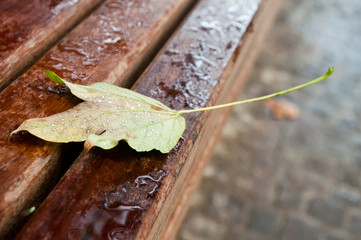 feuille morte sous la pluie sur un banc public 