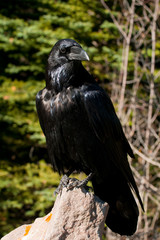 Raven