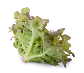 red oak lettuce isolated on white