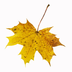 Herbstlaub - Ahorn - gelb