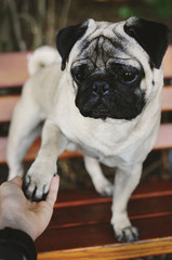 Pug giving paw portrait on bench
