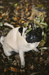 Pug with leaves on head