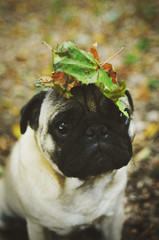 Pug portrait with leave on head