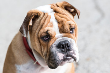 Portrait of English bulldog