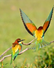 Obraz premium Couple of bee-eaters on leafless branch