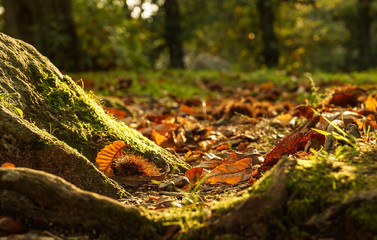 Herbst im Kastanienwald