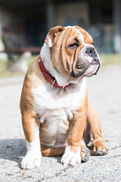 English bulldog posing