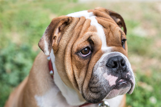 Young English bulldog portrait