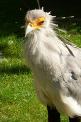Vogel