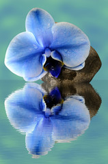 Orchid blue flower, stone, water droplets