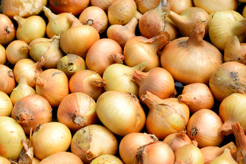 lot of bright beautiful bulb onions.