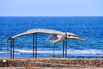 Whale Mammal Skeleton