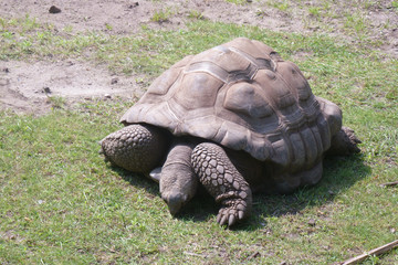 Fototapeta premium Schildkröte