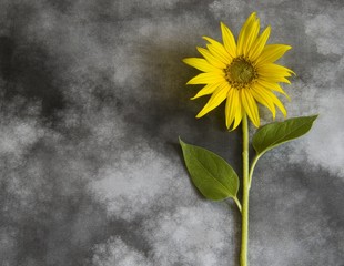 Condolence card - yellow sunflower