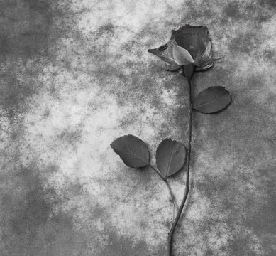 Condolence Card - Gray Rose