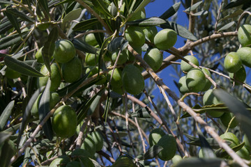 плоды оливы