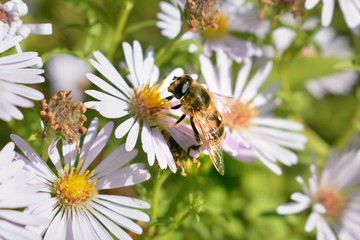 bee collects pollen from a flower