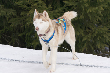one dog Husky sitting on snow alone ready for dogsled run