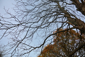 Arbres de Novembre