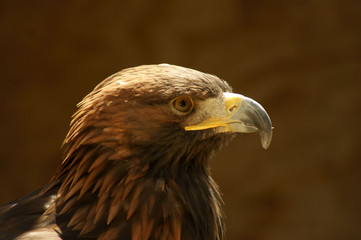 Golden eagle profile. (Aquila chrysaetos) 
