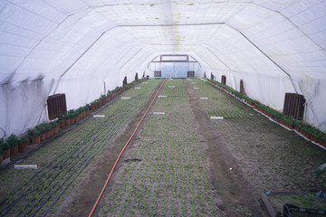 greenhouse cultivation of plants flowers vegetables inside warm garden