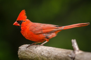 Cardinal