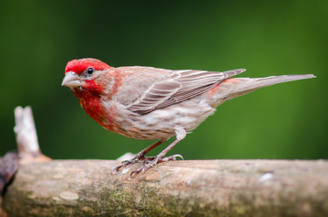 Male House Finch