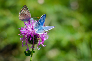 Blue Butterfly